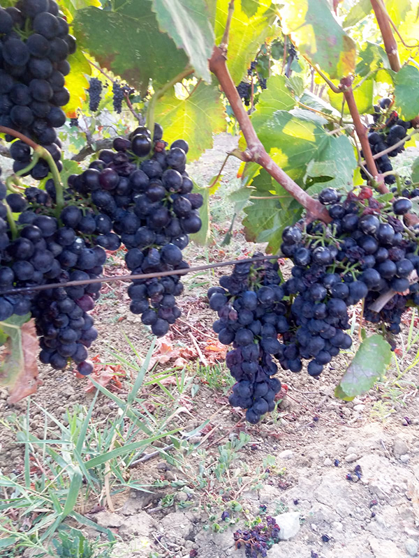 About KARNAR Vineyards